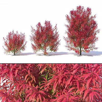 Vibrant Red Leaf Ornamental Trees In Different Sizes With Detailed Foliage 3d model