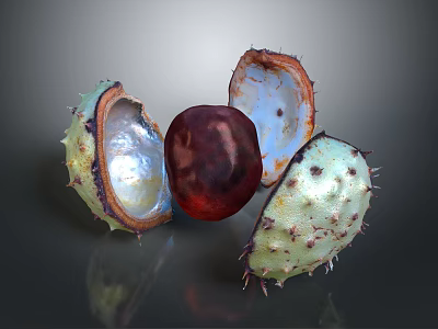 Split Spiky Chestnut Shell Revealing Red Kernel On Dark Background 3d model