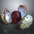 Split Spiky Chestnut Shell Revealing Red Kernel On Dark Background