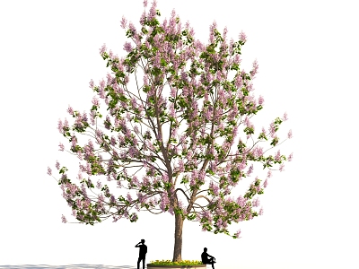 Paulownia purple tree landscape street tree park sketch model