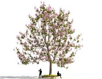 Paulownia purple tree landscape street tree park sketch 3d model