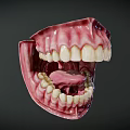 Human Oral Cavity Anatomical Model With Teeth Gums And Tongue Structure