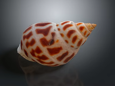 conch bone snail field snail shellfish marine animal fish freshwater fish marine fish animal 3d model