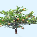 Healthy Pomegranate Tree With Lush Green Leaves And Ripe Orange Fruits