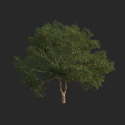 Lush Green Arbor With Dense Canopy Strong Trunk And Natural Foliage 3d model