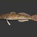Brown Spotted Aquatic Fish With Unique Fins And Orange Eyes On Dark Surface