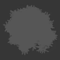 Evergreen Tree With Lush Green Foliage And Sturdy Trunk Against Dark Background