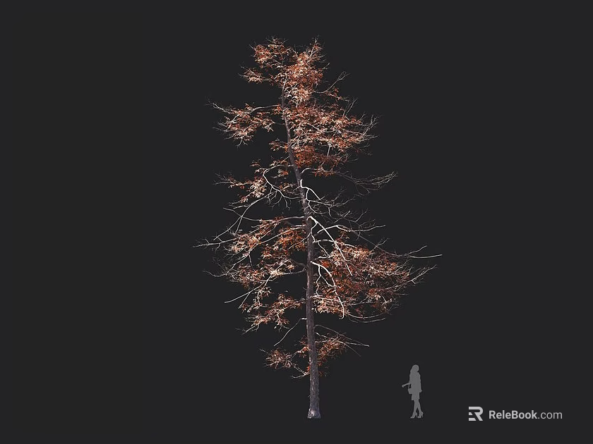 Tall Deciduous Tree with Sparse Brown Leaves Next to a Person on Dark Background 3d model 