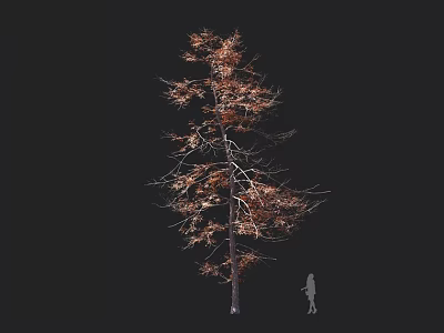 Tall Deciduous Tree with Sparse Brown Leaves Next to a Person on Dark Background 3d model