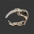 Detailed Medical Equipment Anatomical Animal Skull Model for Medical Education and Training