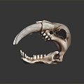 Modern skeleton saber-toothed tiger skull 3d model