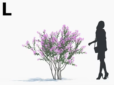Purple Flowering Bush With Female Silhouette Approaching On White Background 3d model
