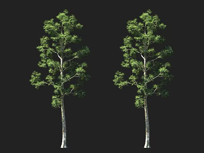 Two Arbor Trees With Lush Green Foliage And Straight Trunks Against Dark Background 3d model