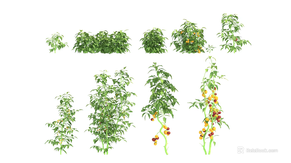 Various Fresh Vegetable Plants With Green Leaves And Ripe Fruits In Garden 3d model 