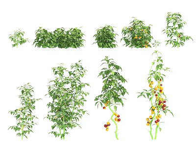 Various Fresh Vegetable Plants With Green Leaves And Ripe Fruits In Garden 3d model