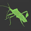Brown Insect With Unique Body Structure Long Antennae And Six Legs On Dark Background