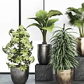 Potted Bonsai Plants With Various Green Leafy Species In Modern Decorative Planters On Stone Pedestals