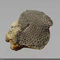 Natural Honeycomb Coral Fossil With Intricate Textured Surface On Dark Background
