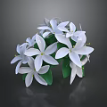Beautiful White Blooming Flowers With Fresh Green Leaves In Lush Arrangement