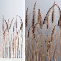 Elegant Potted Bonsai Plants With Brown Reed like Foliage In White Container