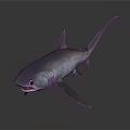 Realistic Gray Shark With Detailed Fins And Open Mouth On Dark Background