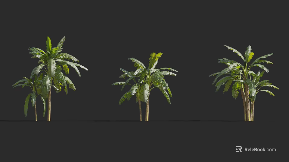 Three Arbor Trees With Lush Green Leaves And Straight Trunks In Outdoor Scene 3d model 