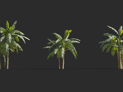 Three Arbor Trees With Lush Green Leaves And Straight Trunks In Outdoor Scene 3d model