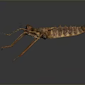 Close Up View Of Brown Insect With Long Legs And Segmented Body