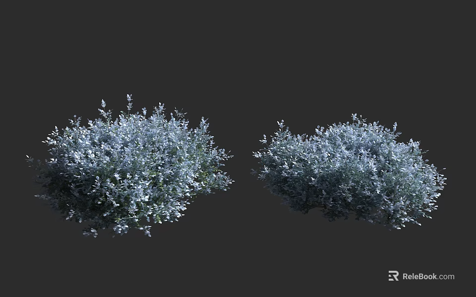 Shrub with Silver White Leaves and Dense Foliage for Garden Landscaping 3d model 