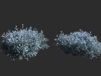 Shrub with Silver White Leaves and Dense Foliage for Garden Landscaping 3d model