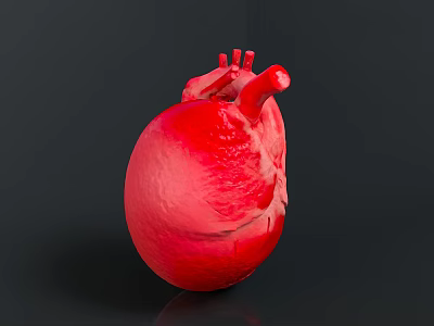 Realistic 3D Rendered Human Heart Organ Model With Red Color And Detailed Structure 3d model