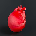 Realistic 3D Rendered Human Heart Organ Model With Red Color And Detailed Structure