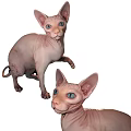 Two Hairless Reptiles With Bright Blue Eyes On White Background