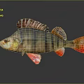 Colorful Striped Fish With Red Fins And Orange Body On Dark Background With Reflection