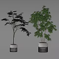 Decorative Indoor Bonsai Plants With Lush Green Foliage And Slender Branches In Modern Planters