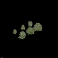Six Different Arbor Trees With Lush Green Foliage And Varied Crown Shapes