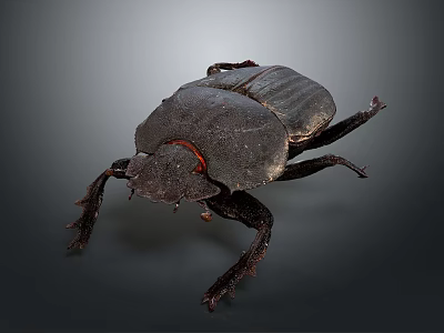 Close Up View Of Dark Beetle With Red Eyes On Gray Background 3d model