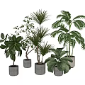 Various Bonsai Potted Plants With Green Leaves In Gray Ceramic Pots For Home Decor
