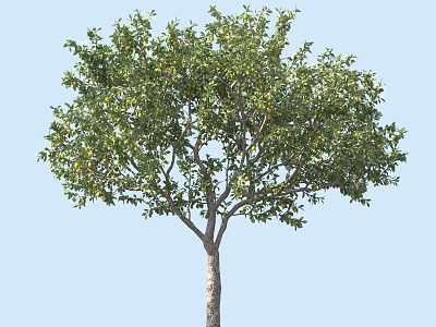 Lemon Tree Garden Flower Tree Landscape Tree Shrubs Flower Tree model