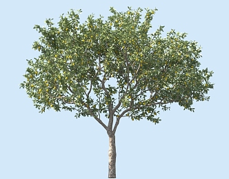 Lemon Tree Garden Flower Tree Landscape Tree Shrubs Flower Tree 3d model