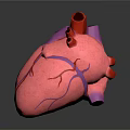 Realistic 3D Human Heart Model With Pink Tissue And Purple Blood Vessels