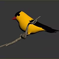 Yellow and black headed bird with red beak perched on tree branch in gray background