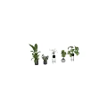 Various Indoor Green Potted Plants With Black Pots White Spherical Pot And Stands