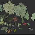 Various Arbor Trees with Different Shrubs Flowers and Rock in Garden Collection