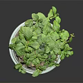 Fresh Green Potted Plant with Lush Leaves in White Ceramic Pot for Indoor Decor