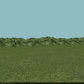 Lush Green Plants With Feathery Leaves On Vibrant Grassland And Blue Sky