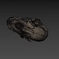 Detailed Animal Skull Skeleton With Visible Teeth And Bone Structure