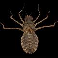 Brown Aquatic Insect With Long Legs And Segmented Body Isolated On Black Background