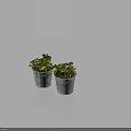 Two Potted Plants With Green Yellow Pink Leaves In Metal Buckets