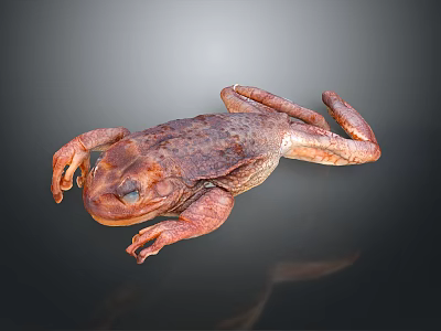 Detailed Reddish Brown Spotted Toad Lying On Grey Background With Reflection 3d model